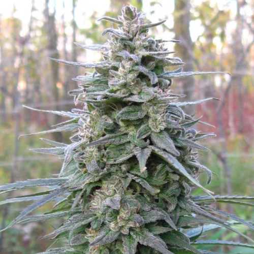 KC Brains Seeds - Leda Uno regular