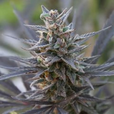 KC Brains Seeds - Spontanica regular