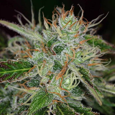 KC Brains Seeds - Sweet Dreams regular
