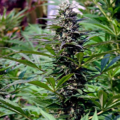 KC Brains Seeds - T.N.R. regular