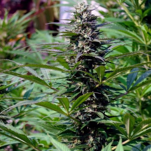 KC Brains Seeds - T.N.R. regular