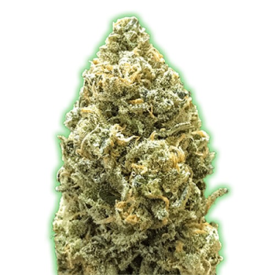 Monster Genetics - Monster Bruce Banner Auto