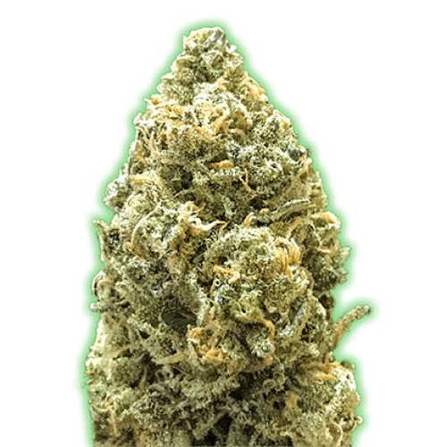 Monster Genetics - Monster Bruce Banner Auto