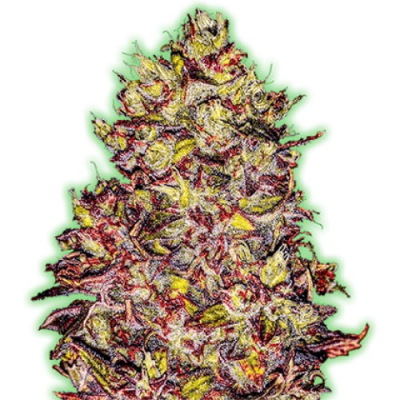 Monster Genetics - Monster Gelato Auto