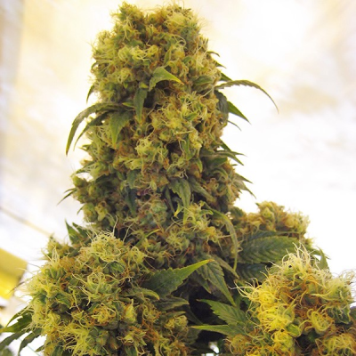 Mr. Nice - Critical Skunk regular