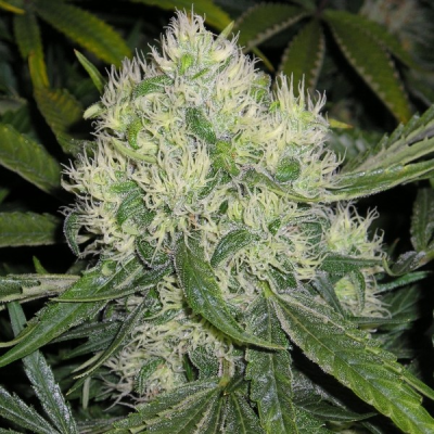 Mr. Nice - Nordle (Afghan Skunk) regular