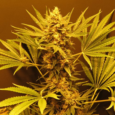 Mr. Nice - G13 Haze (G13 x Haze) regular