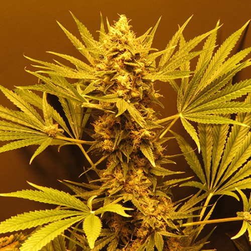 Mr. Nice - G13 Haze (G13 x Haze) regular