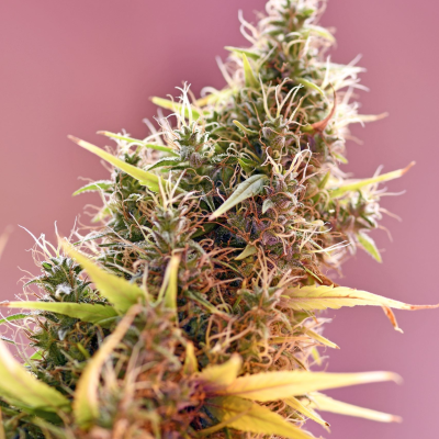 Mr. Nice - Holy Grail regular