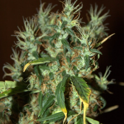 Mr. Nice - Mango Haze regular