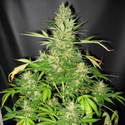 Mr. Nice - Master Kush x Skunk regular