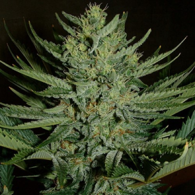 Mr. Nice - Medicine Man regular