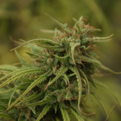 Mr. Nice - Neville´s Skunk regular