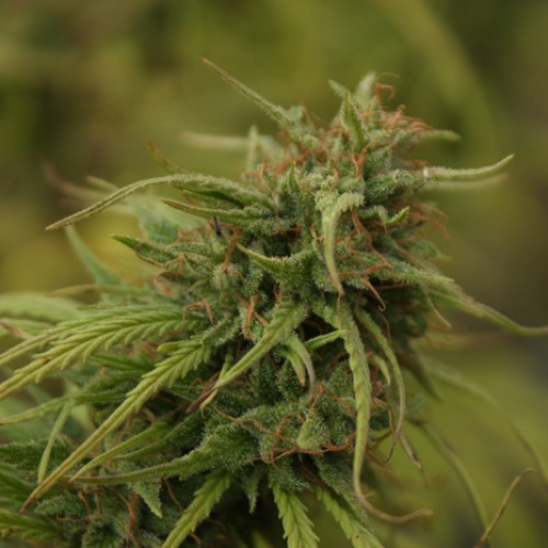 Mr. Nice - Neville´s Skunk regular