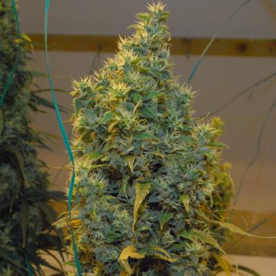 Mr. Nice - NL5 x Haze regular