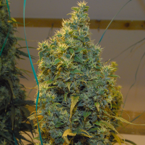 Mr. Nice - NL5 x Haze regular