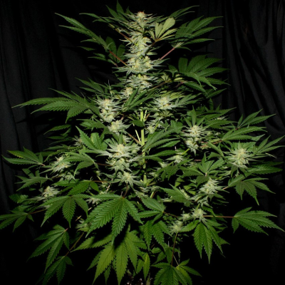 Mr. Nice - Ortega regular