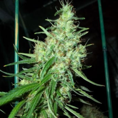 Mr. Nice - Pink Floyd regular