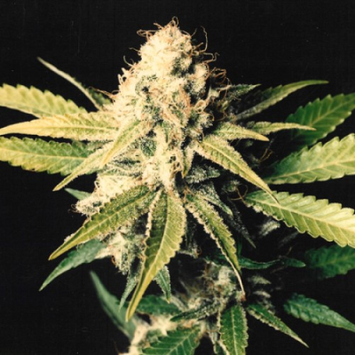 Mr. Nice - Shark Shock regular