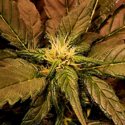 Mr. Nice - Shit regular