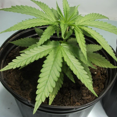 Mr. Nice - Skunk Haze regular