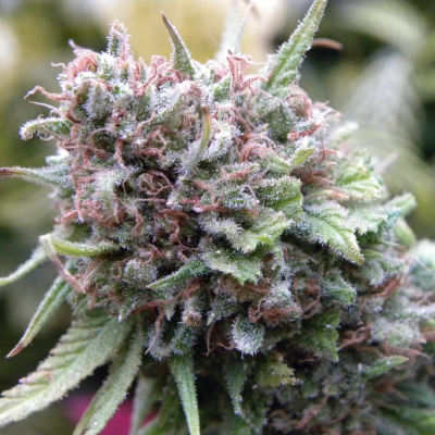 Mr. Nice - The Cure regular