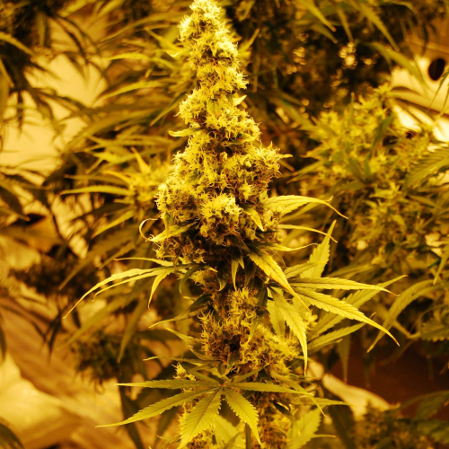 Mr. Nice - The Doors regular