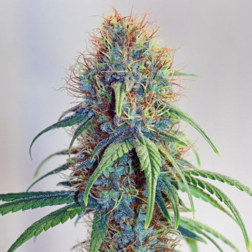 Mr. Nice - The Stones regular