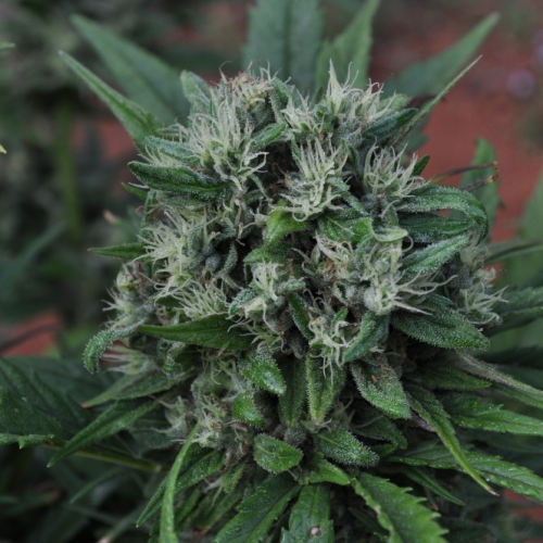 Mr. Nice - U2 regular