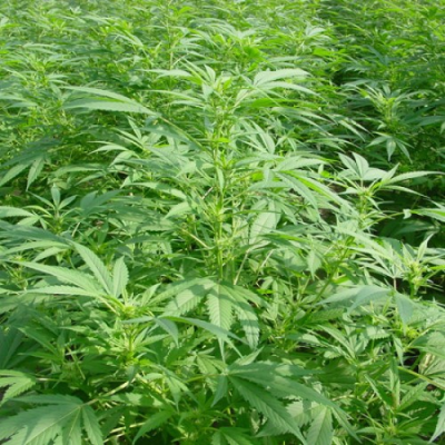 Mr. Nice - Walkabout regular