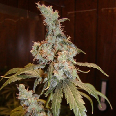 Mr. Nice - Afghan Haze regular