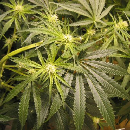 Mr. Nice - ASH (Afghan Skunk x Afghan Haze) regular