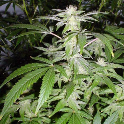 Mr. Nice - Black Widow regular