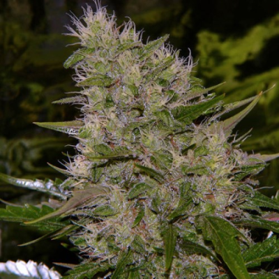 Mr. Nice - Critical Mass regular