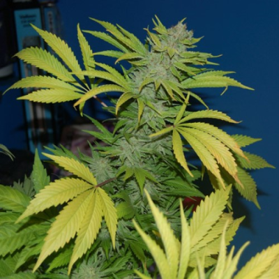 Mr. Nice - G13 Skunk (G13 x Skunk) regular