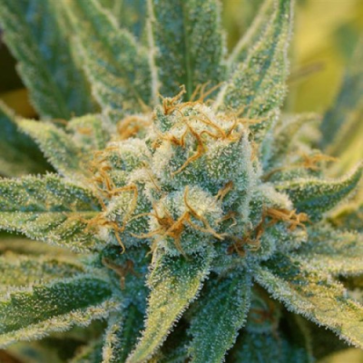 Mr. Nice - Super Silver Haze regular