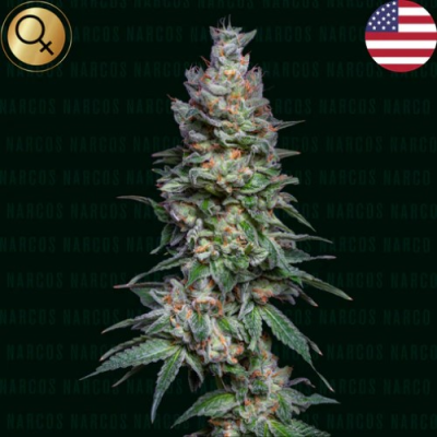 Narcos Seeds - Medellín Mints