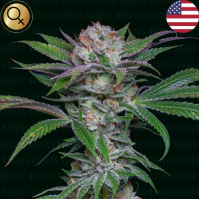Narcos Seeds - Sabroso Cherry