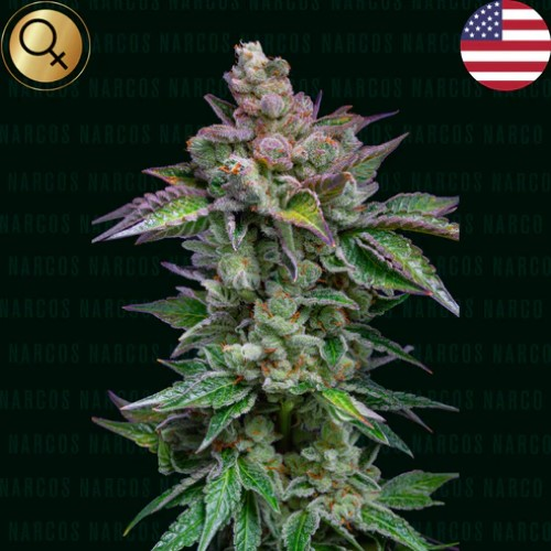 Narcos Seeds - Strawberry Merengue Auto