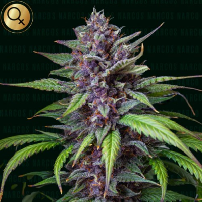 Narcos Seeds - Blackbeard