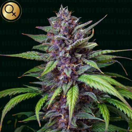 Narcos Seeds - Blackbeard