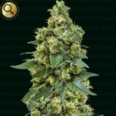 Narcos Seeds - Cali Critical Power