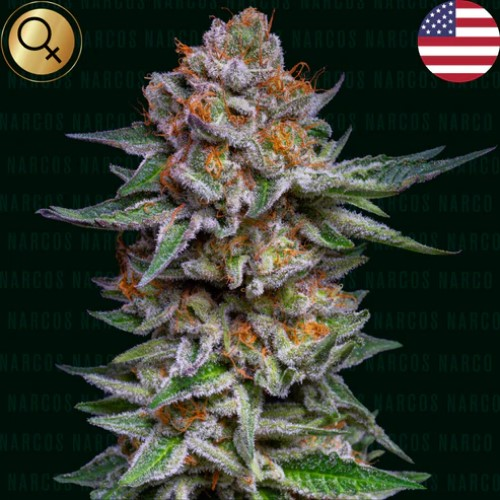 Narcos Seeds - El Patrón Dosidos Auto