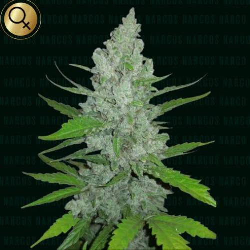 Narcos Seeds - Griselda White Widow