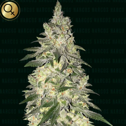 Narcos Seeds - Kingpin Kush