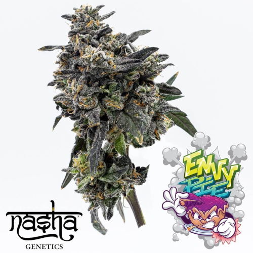 Nasha Genetics - APPLES & BANANAS LINE - Envy Pie