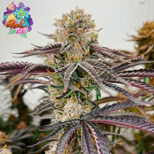 Nasha Genetics - APPLES & BANANAS LINE - Peach Pop