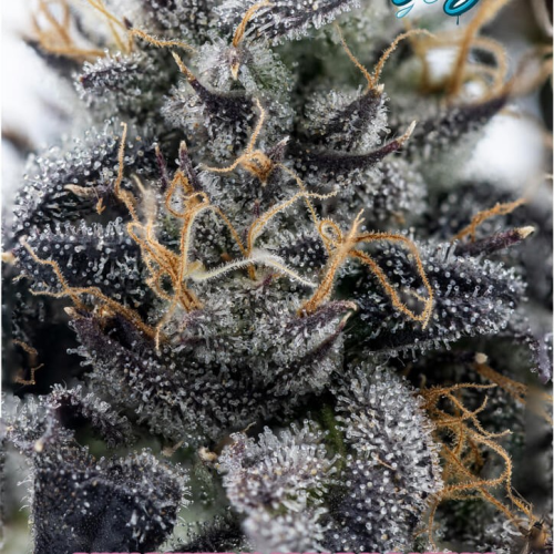 Nasha Genetics - APPLES & BANANAS LINE - Pink Lady