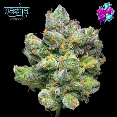 Nasha Genetics - ZOAP LINE - Zoap S1