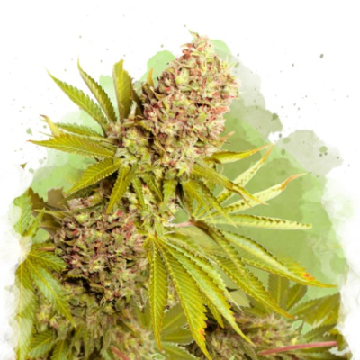 Nirvana - AK-48 Auto